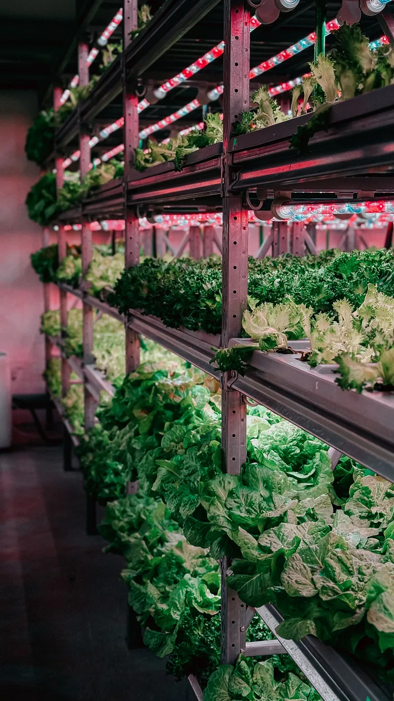 Rows of leafy crops growing under lights in a vertical farm